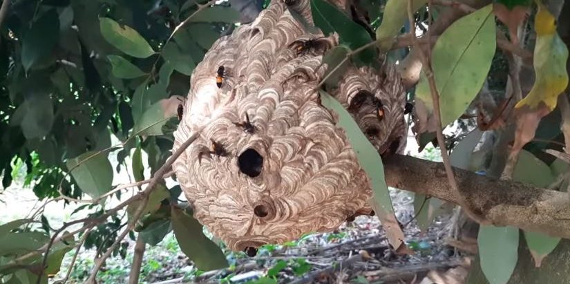 अरिङ्गालले चिलेर ताप्लेजुङमा ७४ वर्षीया वृद्धाकाे ज्यान गयाे