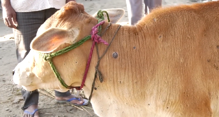 लम्पी स्किन सङ्क्रमितमध्ये झण्डै १४ लाख पशुचौपायामा सुधार