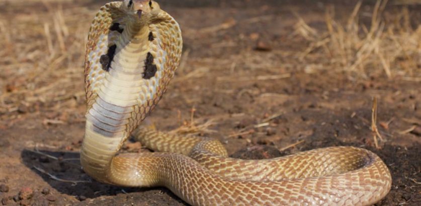 कनकाई सर्पदंश उपचार केन्द्रमा १७७ जनाले लिए सेवा