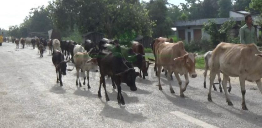 आज पशुहरु रोडमा हिडेर ‘पशु दिवस’ मनाउंदै