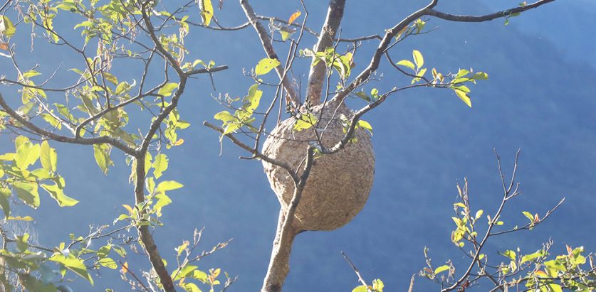 अरिंगालको टोकाइबाट २ बालिकाको मृत्यु