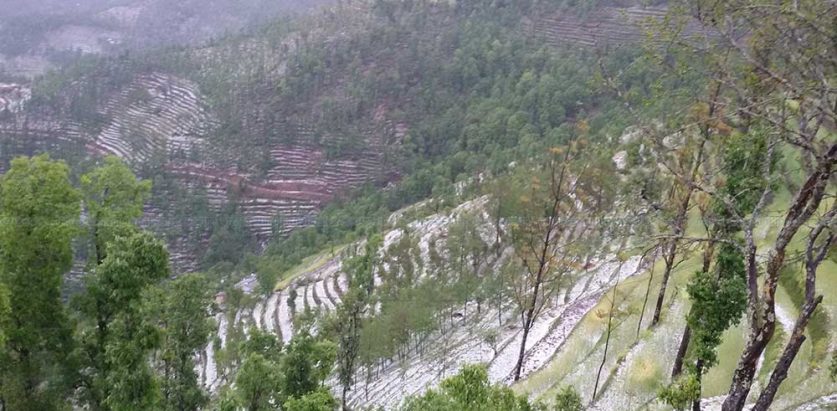 असिनाले बाली नष्ट गरेपछि किसान चिन्तित