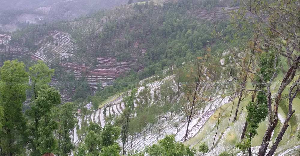 असिनाले बाली नष्ट गरेपछि किसान चिन्तित