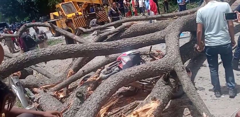 श्रीलङकामा बसमा रुख खस्दा पाँचको मृत्यु