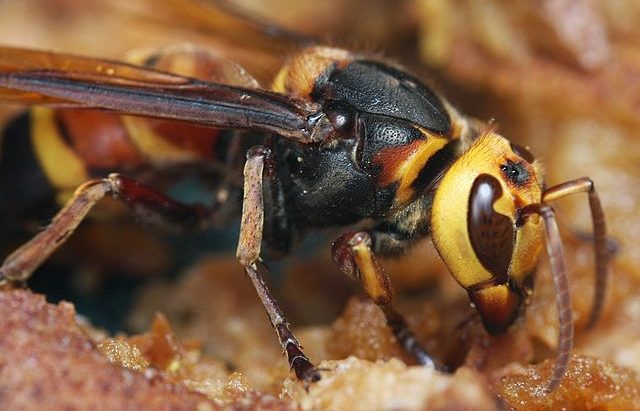 अरिंगालले टोकेर झापामा एक महिलाको मृत्यु, २ जना घाइते