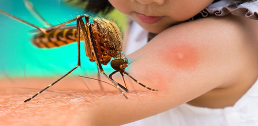 दिनप्रतिदिन डेंगी संक्रमितको संख्या बढ्दै