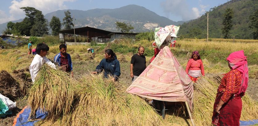 ललितपुरमा किसानलाई धान भित्र्याउने चटारो