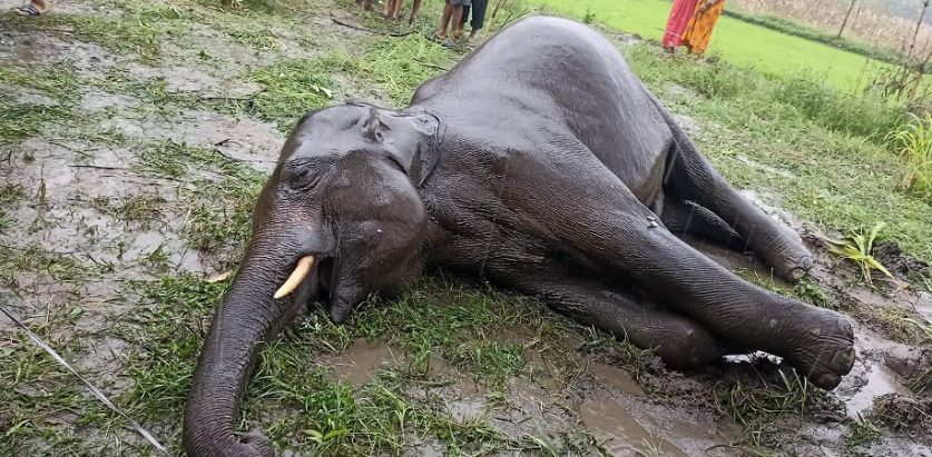 हात्ती मृतावस्थामा फेला