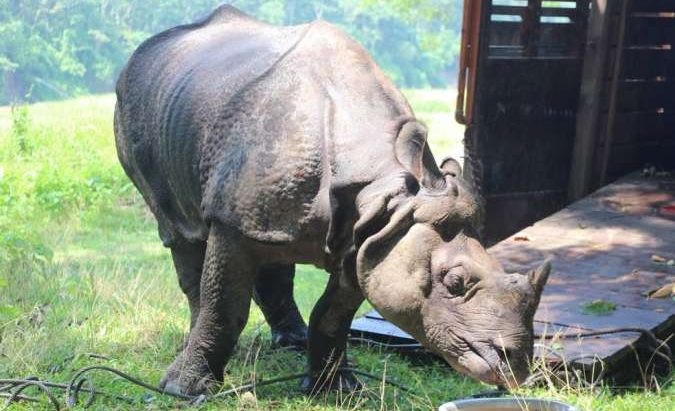 बर्दिया राष्ट्रिय निकुञ्जबाट निस्केको गैँडा मृत फेला