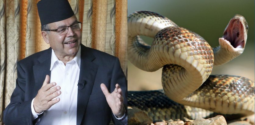 झलनाथ खनाल प्रतिष्ठानले सर्प पाल्ने भन्दै भ्रष्टाचार गरेको आरोपमा मुद्दा