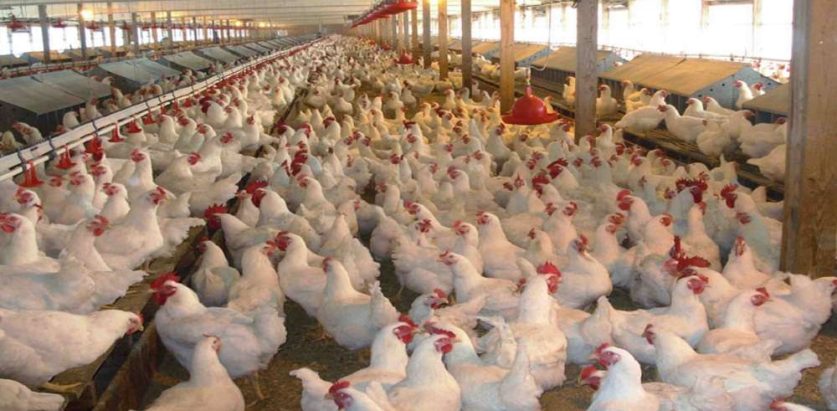 सरकारको नीतिका कारण पोल्ट्री व्यवसाय धरापमा