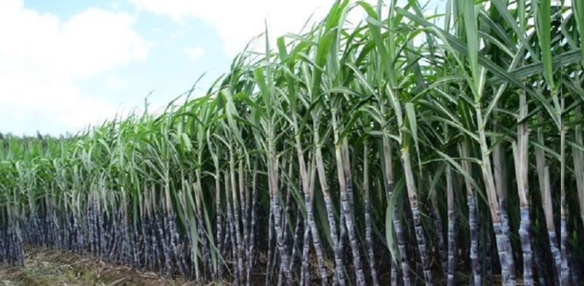 उखु बेचेको २९ करोड नदिंदा किसान मर्कामा