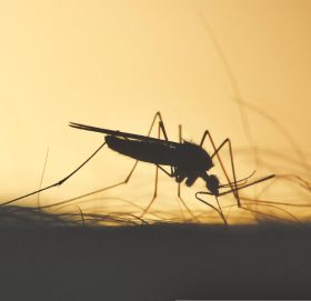 बङ्लादेशमा अघिल्लाे वर्षकाे तुलनामा डेङ्गी सङ्क्रमण चार गुणाले बढ्याे