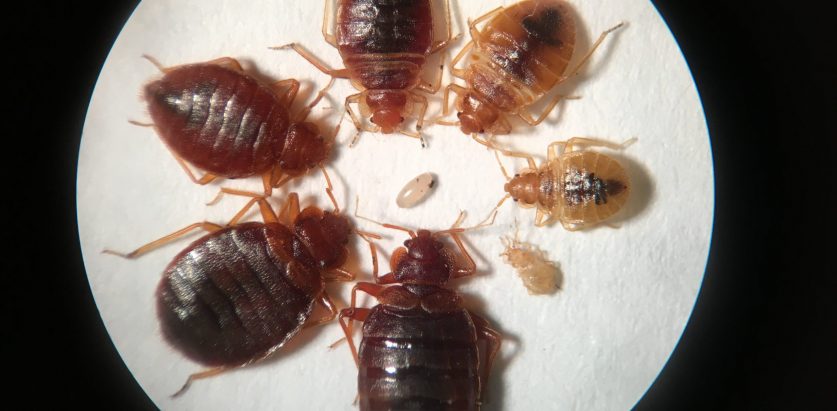 उडुसले आतंक मच्चाएपछी मार्नलाई सार्वजनिक घोषणा