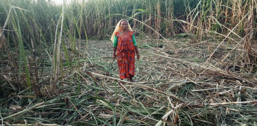 हात्तीको बथानले १० लाखको उखु बाली सखाप