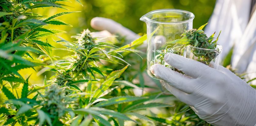 गाँजा खेतीको लागि गृह मन्त्रालयद्वारा कार्यदल गठन