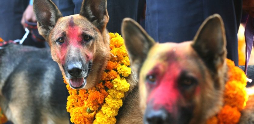 फोटो खिच्न पोज दिंदै सशस्त्र प्रहरीका कुकुर