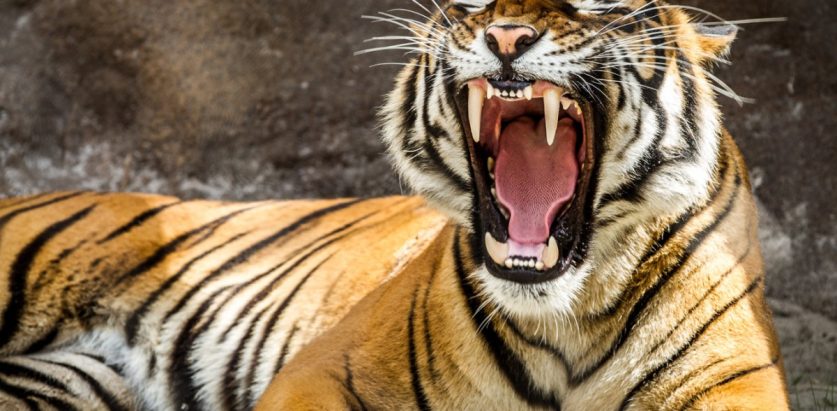 मकवानपुरको बाघलाई चितवन ल्याइयो