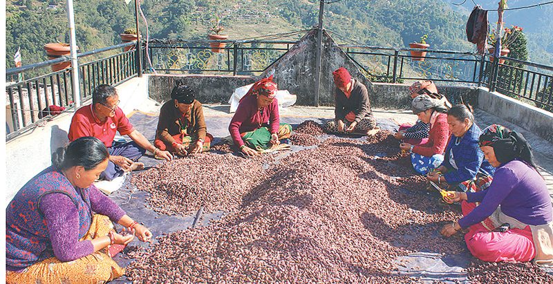 इलाममा अलैँची उत्पादन बढ्यो