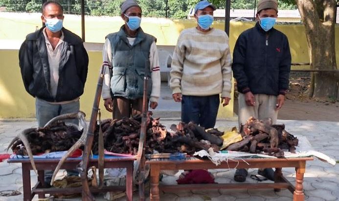बर्दियामा जरायोको ४० किलो सुकुटी र दुई थान भरुवा बन्दुकसहित चार जना पक्राउ