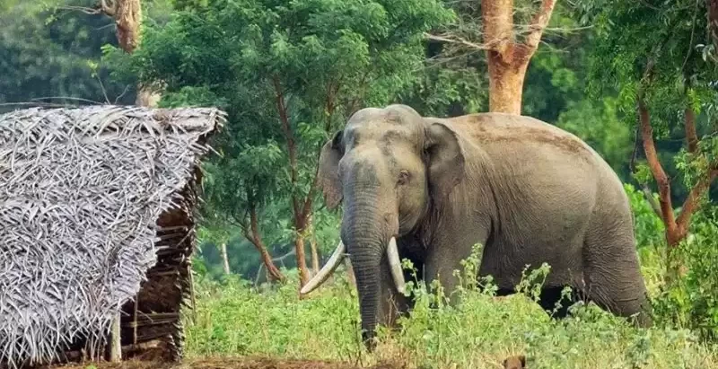 झापामा जंगली हात्तीको आक्रमणबाट वन चौकीदारको मृत्यु