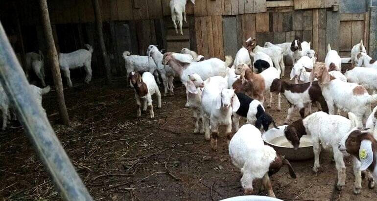 जन्मथलोमा  तीन करोड लगानीमा बाख्रा फार्म सञ्चालन