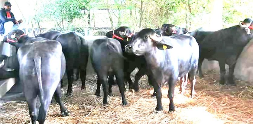 फूलमाला सहित स्वागतगरि भित्र्याइयो मुर्रा राँगा