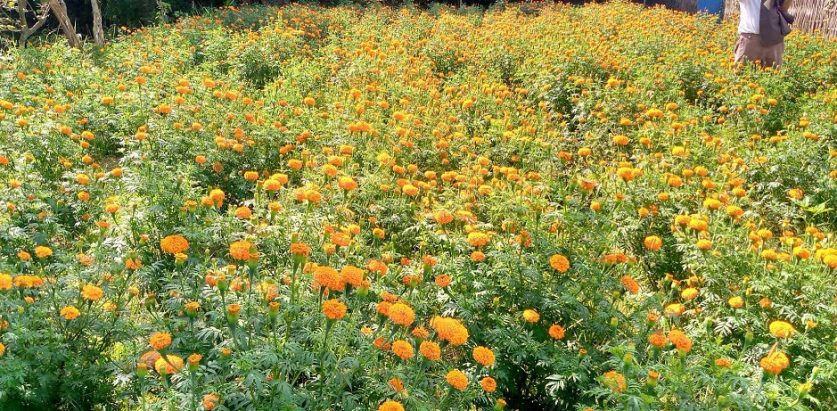 तिहारको लागि सयपत्री फूलको तयारी सुरु