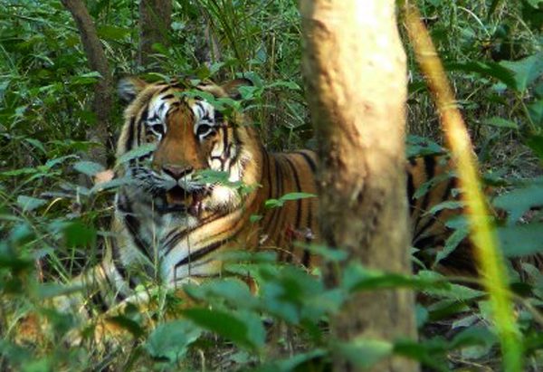 भक्तपुरमा बाघको आक्रमणबाट एक बालिका घाइते