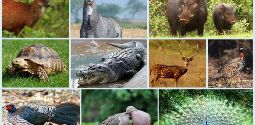 यी २१ वन्यजन्तु पनि अब घरपालुवा, बेचबिखन गर्न पाइने