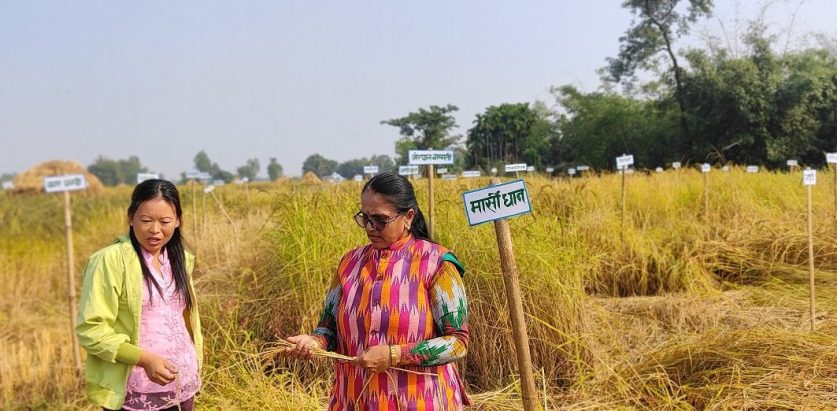 झापामा  फल्यो ८१ प्रजातिको रैथाने धान