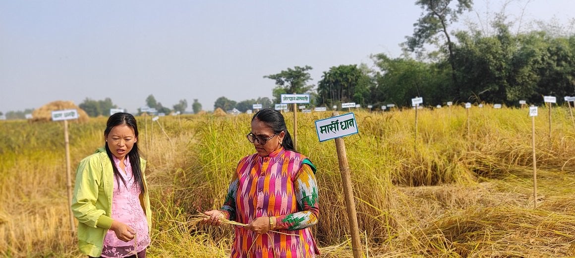 झापामा  फल्यो ८१ प्रजातिको रैथाने धान