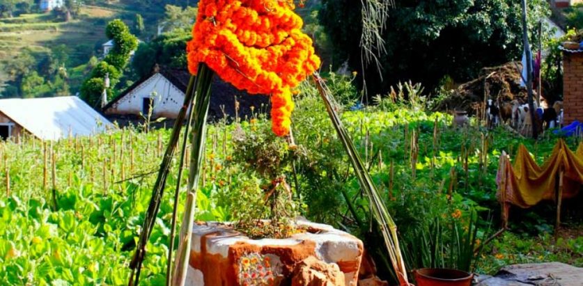 हरि बोधिनी एकादशी : तुलसी र दामोदरको विवाह गरिँदै