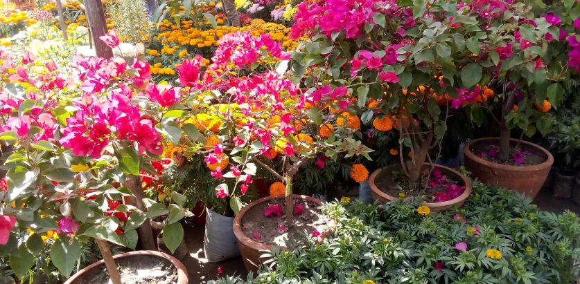 तिहारमा फ्लोरा एक्सपोमा गोदावरी र सयपत्रीको अत्याधिक माग