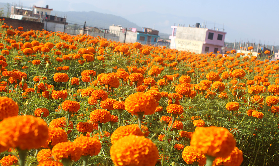 तिहारमै बिक्री भएन फूल, किसान निराश