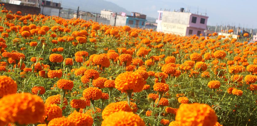 तिहार नजिकिएसँगै सयपत्री फूल टिप्ने चटारो