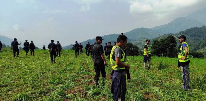 मकवानपुरमा ३४ बिगाहाको गाँजा प्रहरीद्वारा नस्ट