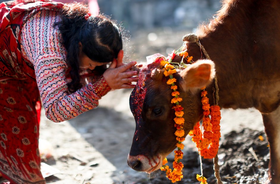 तिहारको तेस्रो दिन आज गाई तिहार