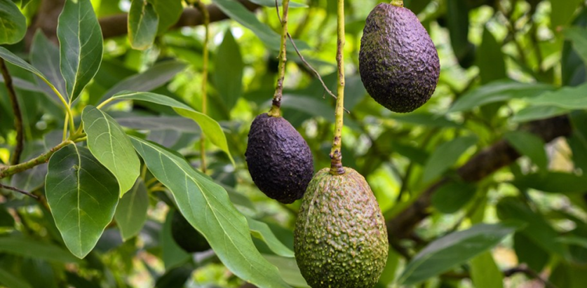 एभोकाडोको घाँस पशुपन्छीलाई खुवाउन नहुने