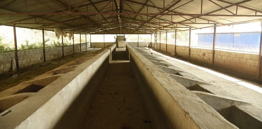 आजदेखि काठमाडौंका सडकमा भेटिएका गाईबाच्छालाई काञ्जी हाउसमा राखिँदै