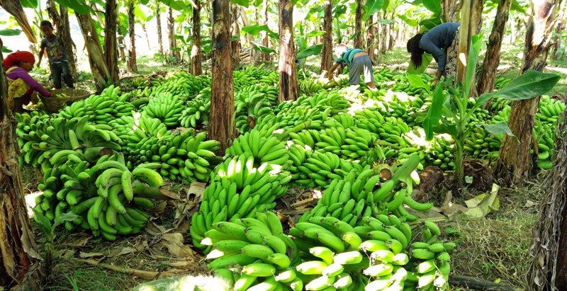 छठका लागि ४ करोडको केरा भित्र्याइयो