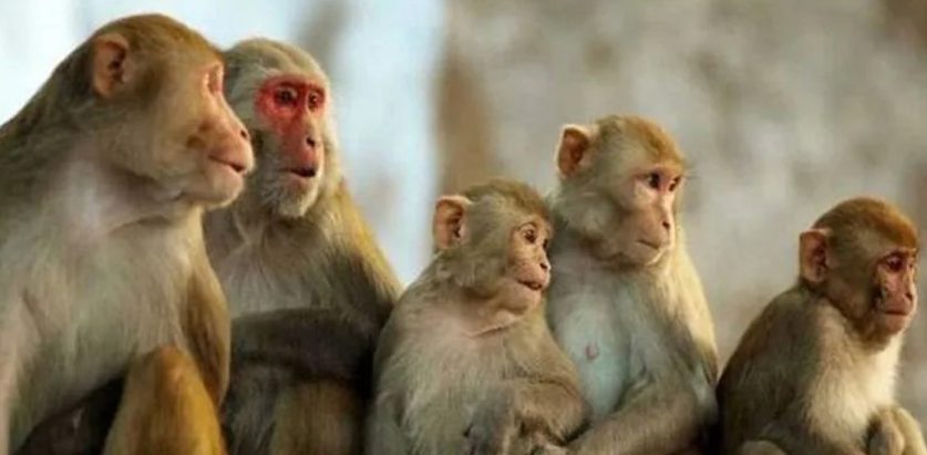 बाँदर आतङ्कले किसान हैरान