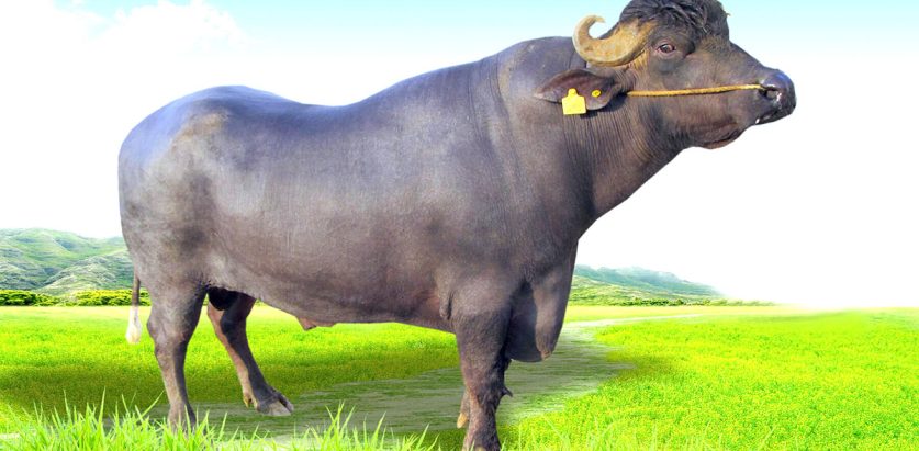 भारतले दिएको गिफ्ट आज नै नेपाल भित्रिंदै