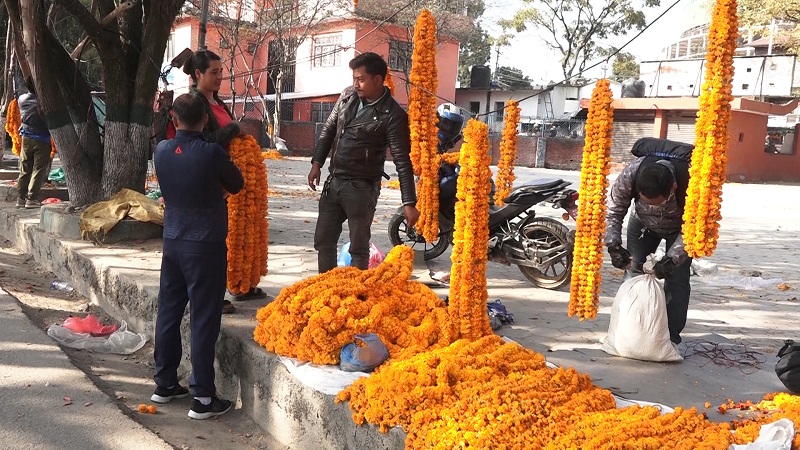 भारतीय फूलका कारण स्वदेशी उत्पादन खेर, झण्डै ३० लाख माला भारतबाट भित्रिएपछि किसान निरास