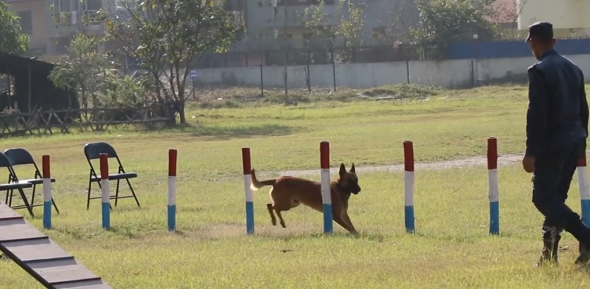उत्कृष्ट कुकुरमा चिनियो रियो