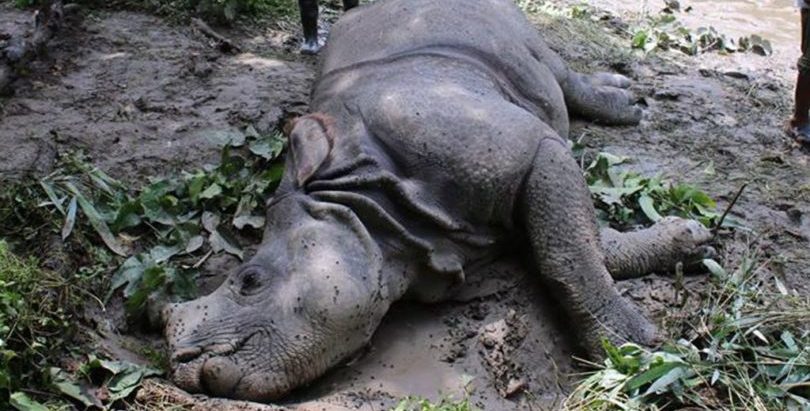 चितवनबाट गैँडाको खागसहित ८ जना पक्राउ