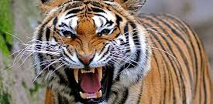 बर्दियामा बाघकाे आक्रमणबाट १ को ज्यान गयो