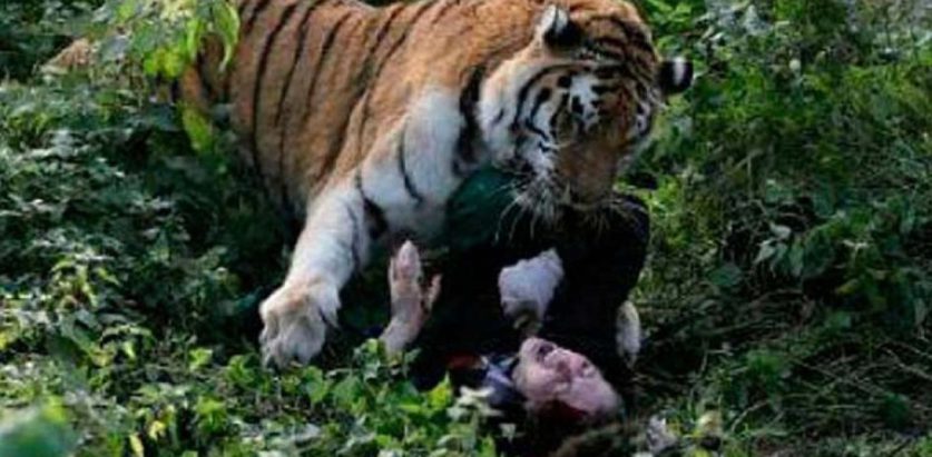 मकवानपुरमा बाघको बिगबिगी आज पनि १ जनालाई मार्यो