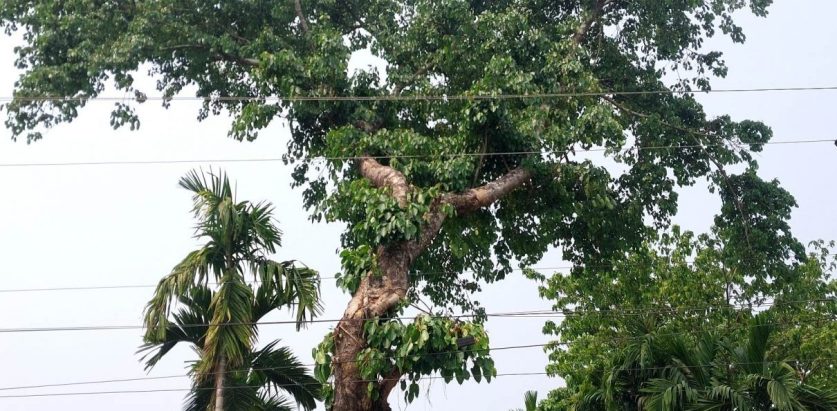 रुखबाट लडेर महिलाको मृत्यु