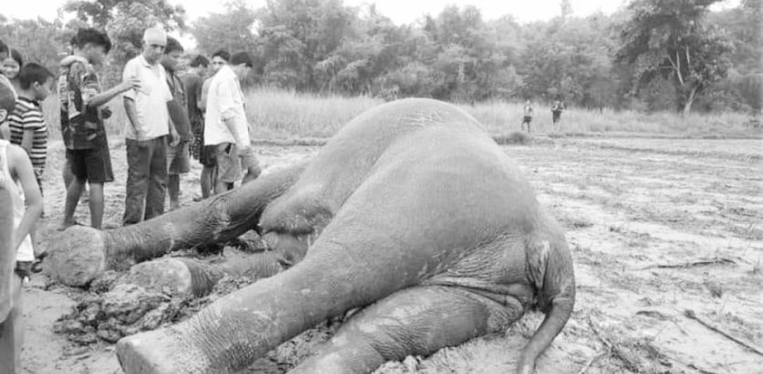 झापामा जंगली हात्ती मृत फेला